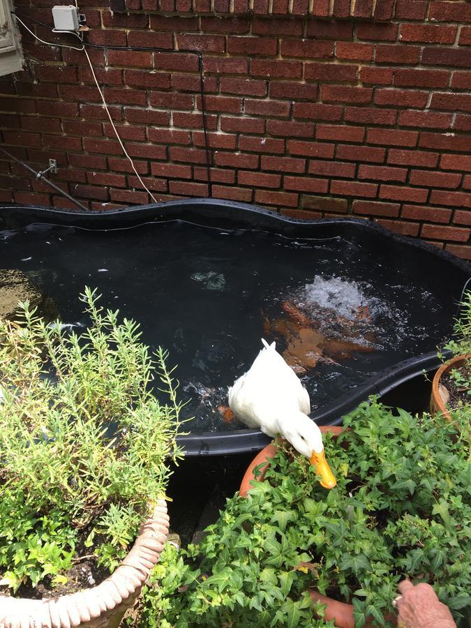 Inman Park Bed And Breakfast แอตแลนตา ภายนอก รูปภาพ